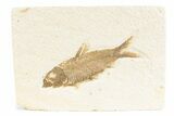 Detailed Fossil Fish (Knightia) - Wyoming #361080-1